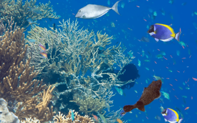 World Ocean Day – 8th June 2021